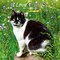Plato; I Love Cats | 2027 12 x 24 Inch (Hanging) Monthly Square Wall Calendar | Foil Stamped Cover; Category:Wall Calendars; Image:2